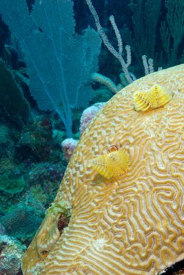 Christmas Tree Worms on Brain Coral