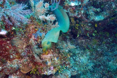 Green Moray Eel