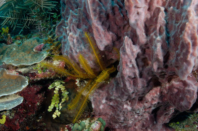 Giant Barrel Sponge with Golden Hydroid