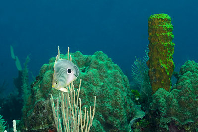 Yellow Tube Sponge with 4 Eyed Butterfly Fish