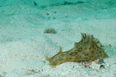 Spotted Sea Hare