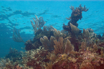 Coral Seascape
