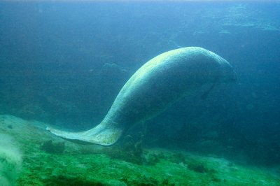 Manatee