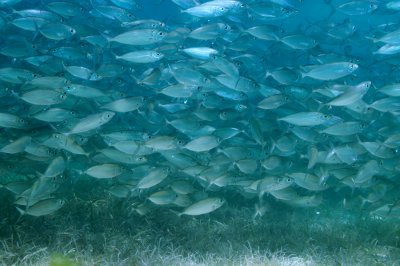 Fish Ball in Akumal Bay