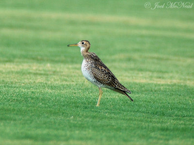 Upland Sandpiper