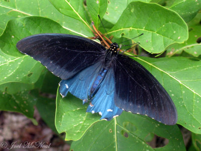 male Pipevine Swallowtail with tails eaten