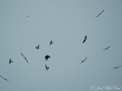 Swallow-tailed Kites and Turkey Vulture