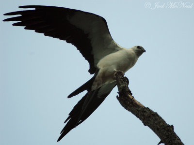 Swallow-tailed Kites: 16Aug08