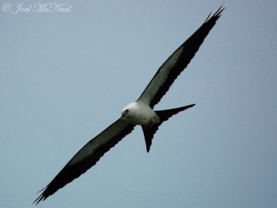 Swallow-tailed Kite