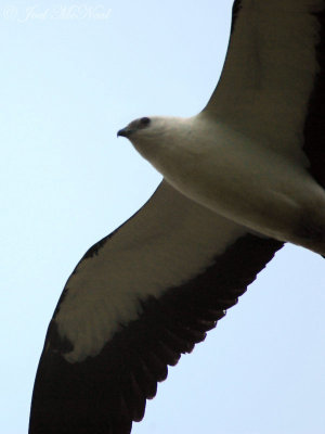 Swallow-tailed Kite