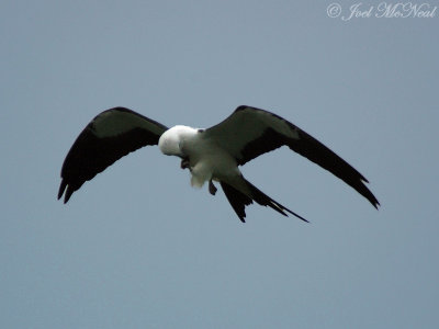 Swallow-tailed Kite eating Junebug
