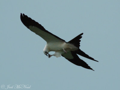 Swallow-tailed Kite eating Junebug