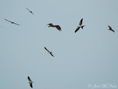 Swallow-tailed Kites, Mississippi Kite (top), and Turkey Vulture (middle)
