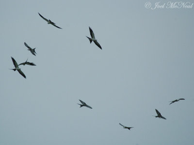 Swallow-tailed Kites