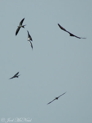 Swallow-tailed Kites and Turkey Vulture