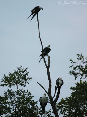 Swallow-tailed Kites