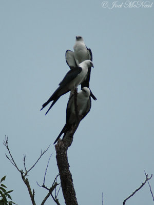 Swallow-tailed Kites