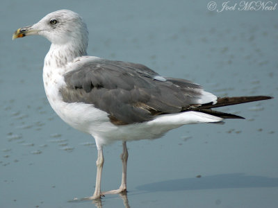3rd year Lesser Black-backed Gull