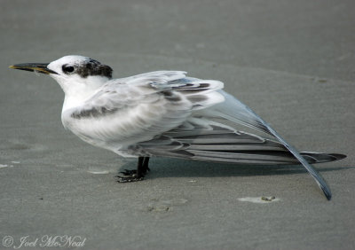 juvenile Sandwich Tern