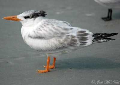 juvenile Royal Tern