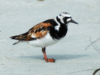 Ruddy Turnstone