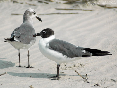Laughing Gulls