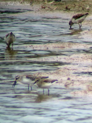 Western (bottom left) and Least Sandpipers (through scope)