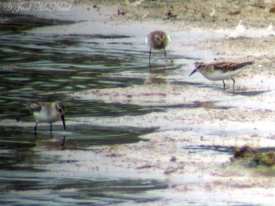 Western (left) and Least Sandpipers (through scope)