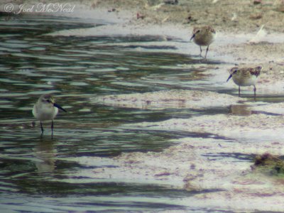 Western (left) and Least Sandpipers (through scope)