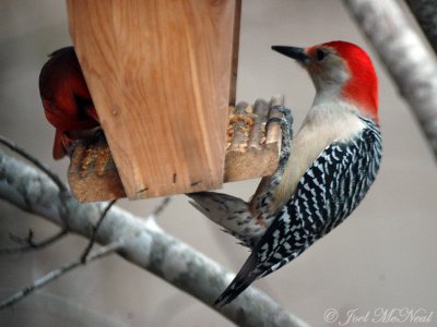 male Northern Cardinal & Red-bellied Woodpecker