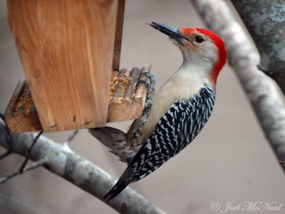 male Red-bellied Woodpecker