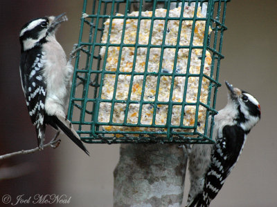 female & male Downy Woodpecker
