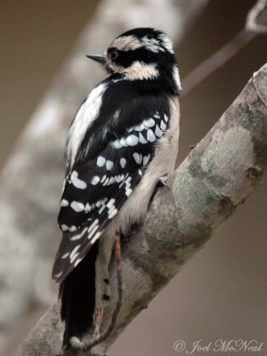 female Downy Woodpecker