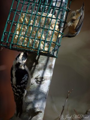 female Downy Woodpecker & Red-breasted Nuthatch