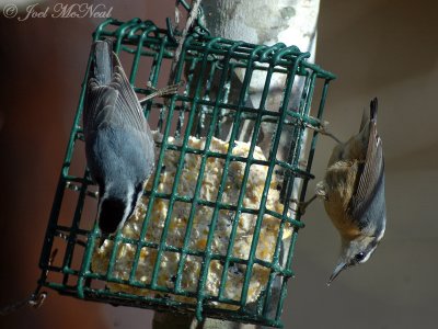 male & female Red-breasted Nuthatch