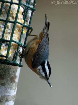 male Red-breasted Nuthatch