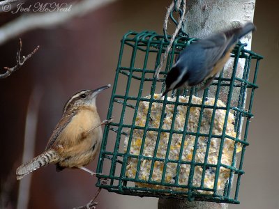 Carolina Wren & male Red-breasted Nuthatch