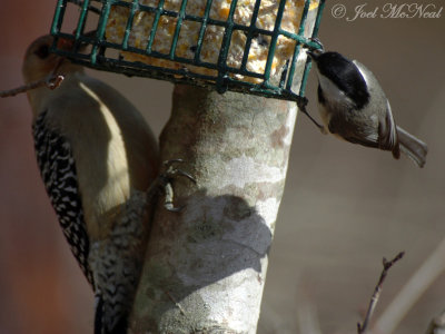 female Red-bellied Woodpecker & Carolina Chickadee
