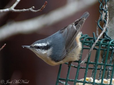 female Red-breasted Nuthatch