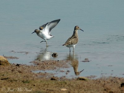 Least and Pectoral Sandpipers