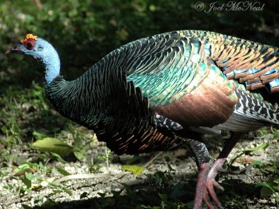 Ocellated Turkey: Meleagris ocellata