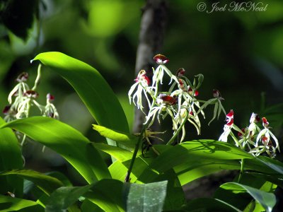 Encyclia cochleata