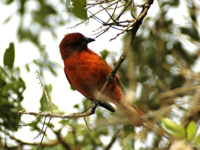 male Hepatic Tanager