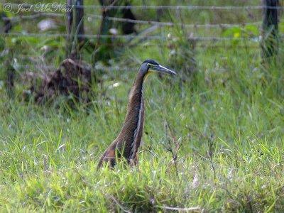 Bare-throated Tiger Heron: Tigrisoma mexicanum