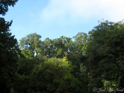 Jungle scenery