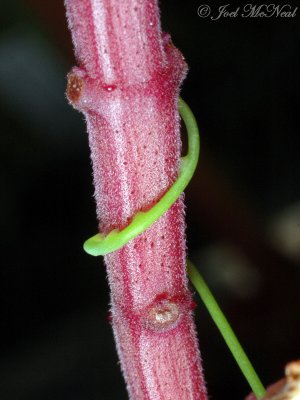 Cassytha filiformis haustoria
