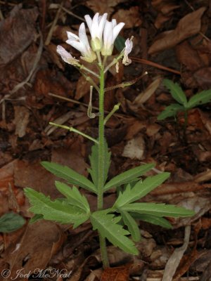 Cut-leaf Toothwort: Cardamine concatenata