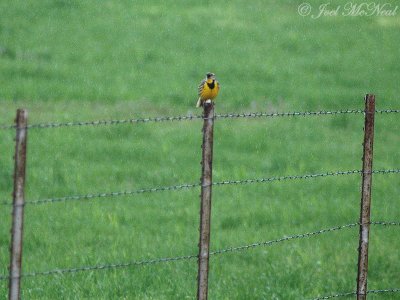 Eastern Meadowlark (singin' in the rain)