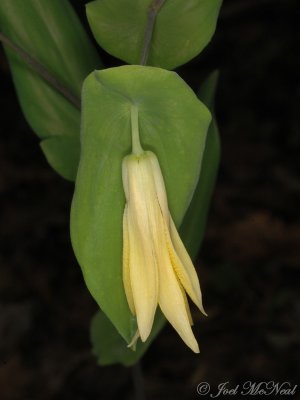 Perfoliate Bellwort: Uvularia perfoliata