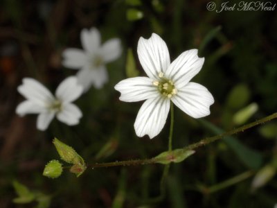 Lime-barren Stitchwort: Minuartia patula